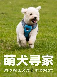 萌犬寻家